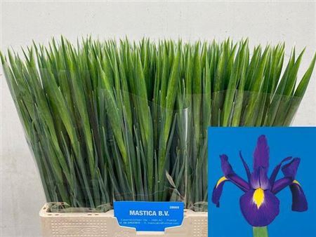 <h4>Iris Blue Magic</h4>