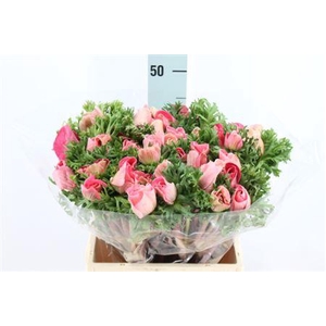 Anemone Mistral Super Pink