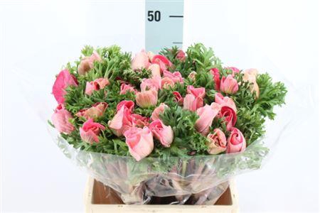 <h4>Anemone Mistral Super Pink</h4>