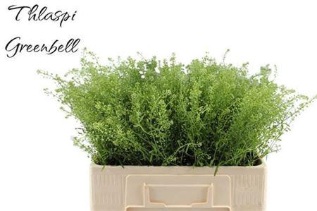 <h4>Lep Ru Green Bell</h4>