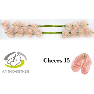 Anthurium Cheers