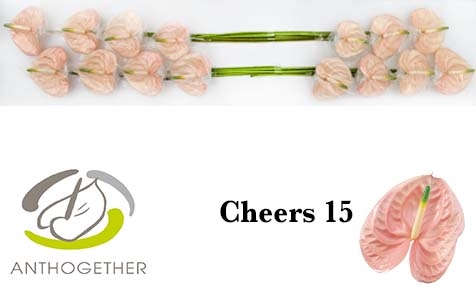 <h4>Anthurium Cheers</h4>