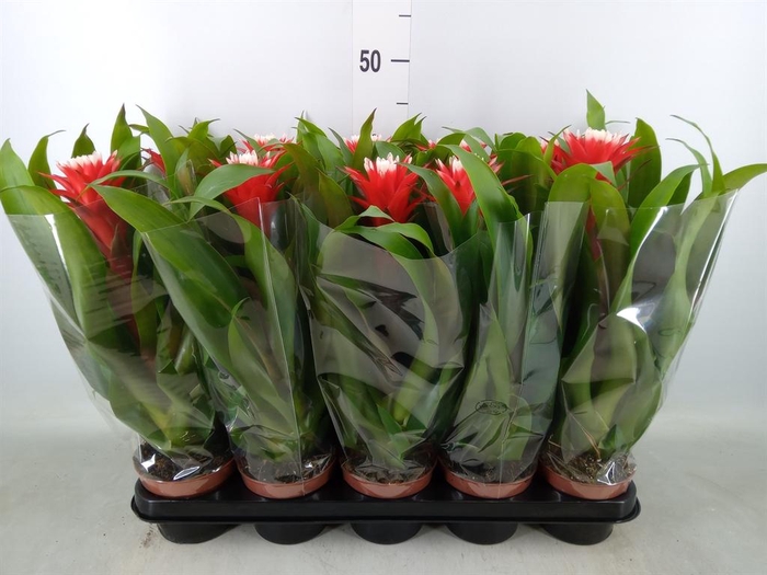 <h4>Guzmania  'Hope'</h4>