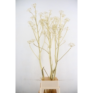 DF Ferule Gold Seeds