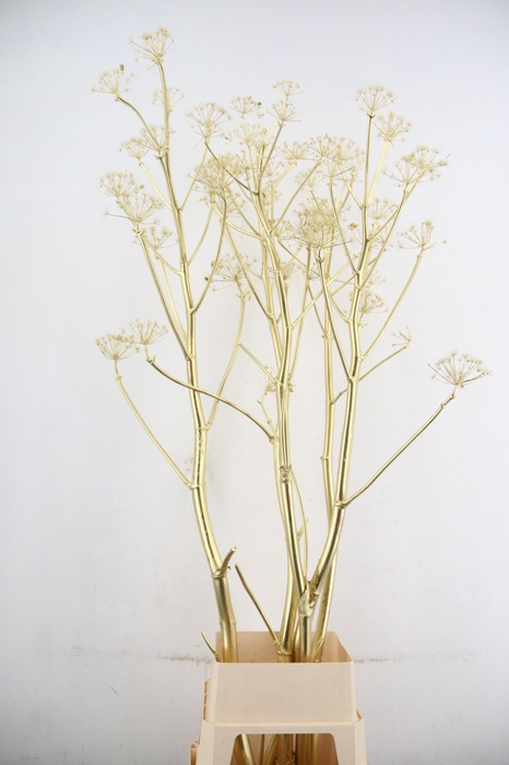 <h4>DF Ferule Gold Seeds</h4>