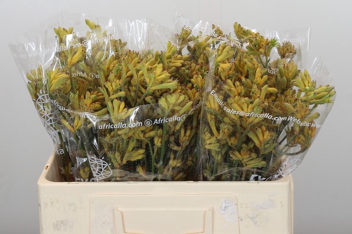 Anigozanthos Cape Aurora