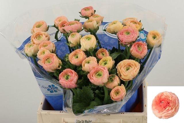 <h4>RAN SU TUAREG</h4>