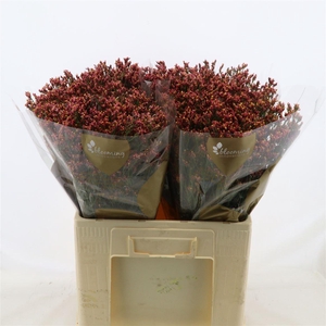 Limonium Sinense Max Diamond