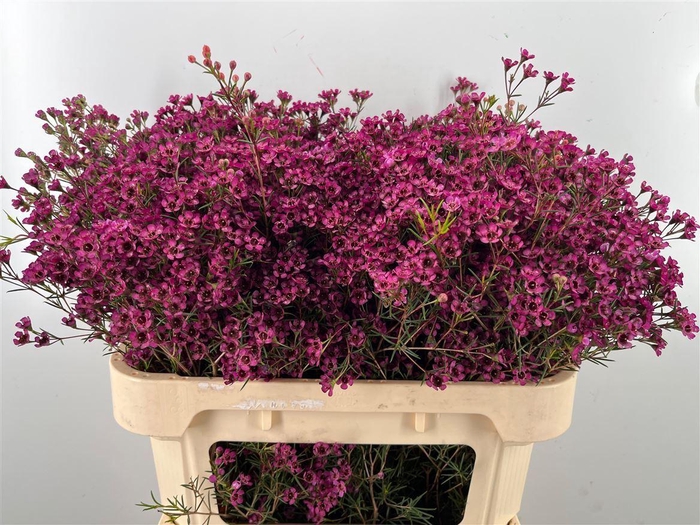 <h4>Chamelaucium uncinatum 'Jupiter'</h4>
