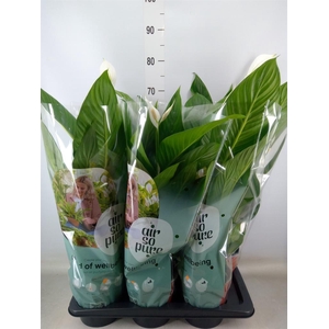 Spathiphyllum  'Bingo Cupido'