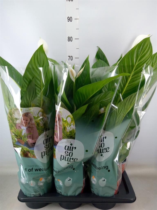 <h4>Spathiphyllum  'Bingo Cupido'</h4>