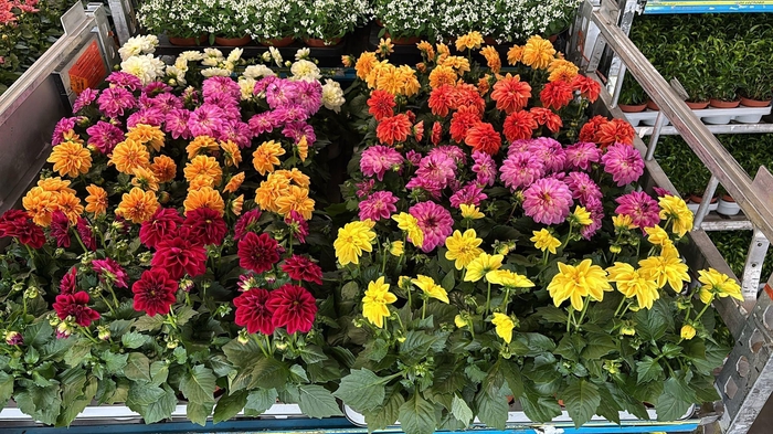 <h4>DAHLIA ROYAL GEM</h4>