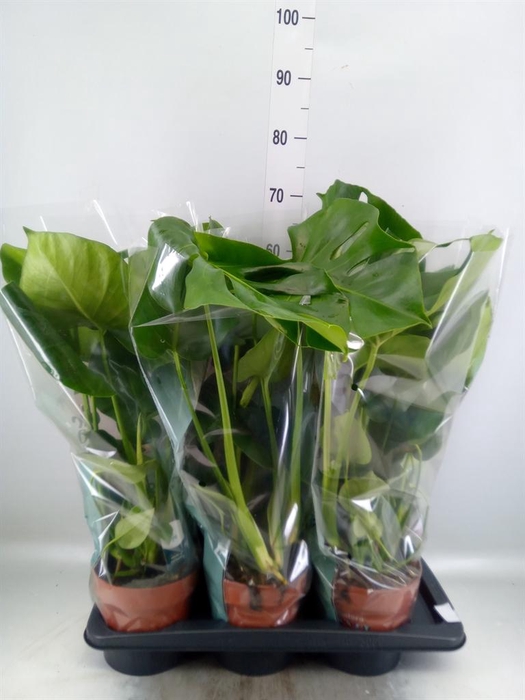 <h4>Monstera delic.</h4>