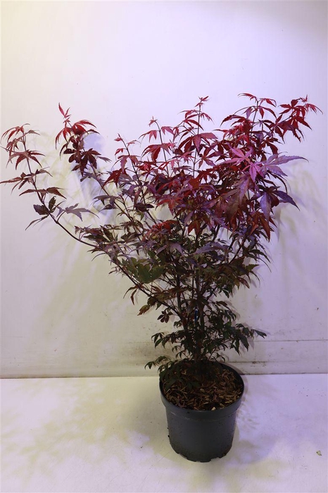 <h4>Acer Pa Atropurpureu</h4>