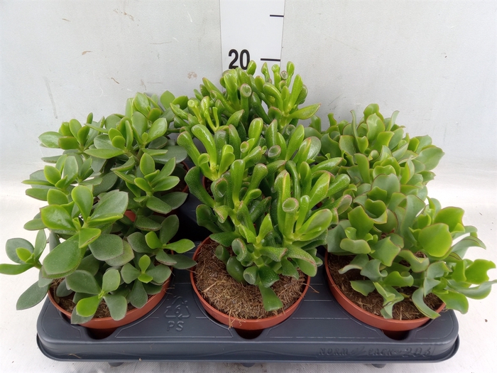 <h4>Crassula   ...mix</h4>