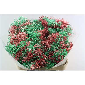 Gyps Pa. Rainbow Xmas