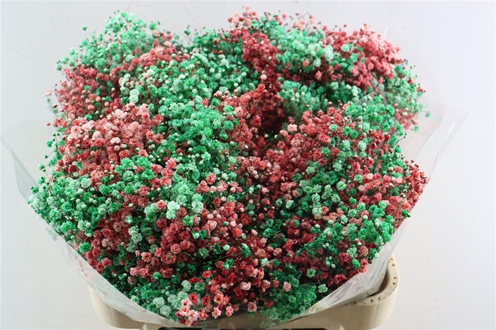 <h4>Gyps Pa. Rainbow Xmas</h4>