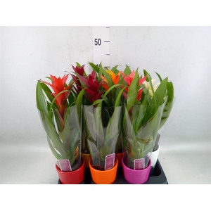 Bromelia   ...mix