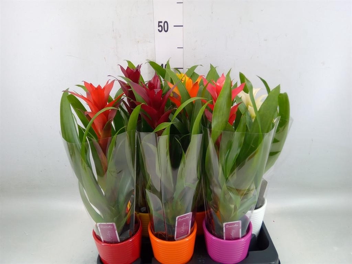 <h4>Bromelia   ...mix</h4>
