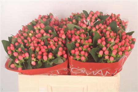 <h4>Hyp Sweet Romance</h4>