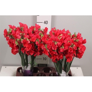 Lathyr Parfum Red