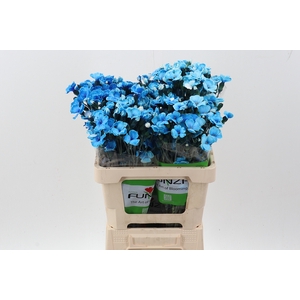 Di Solomio Blue Tinted