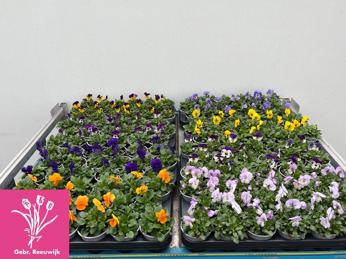 <h4>VIO CO MIXK</h4>