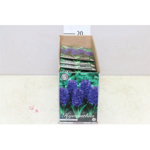 Bol Hyacinth Spring Field 10 Zakjes X5