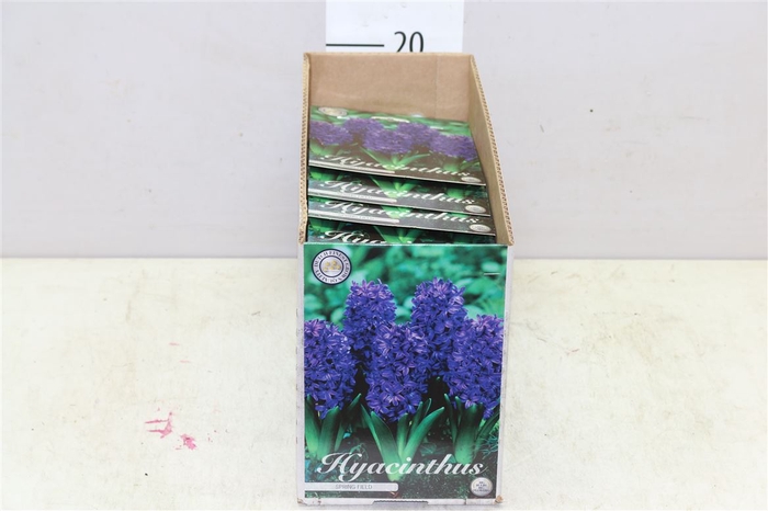 Bol Hyacinth Spring Field 10 Zakjes X5