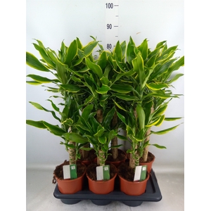 Dracaena frag. 'Golden Coast'
