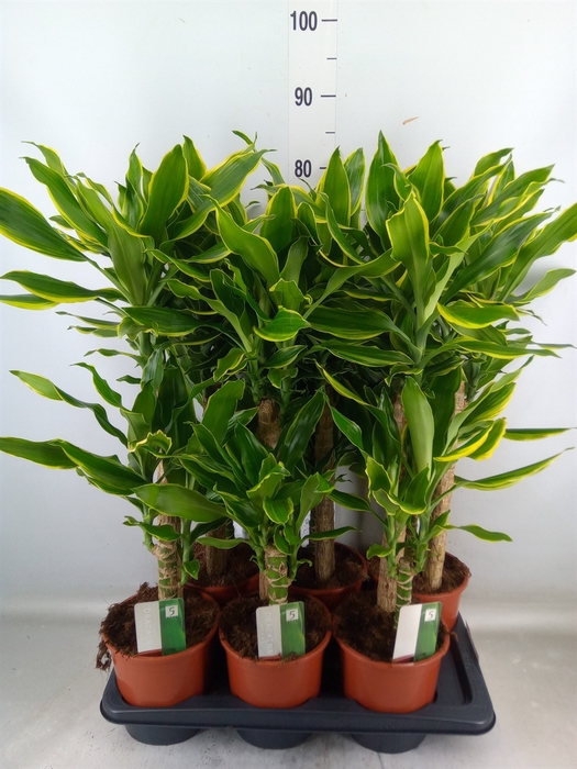 <h4>Dracaena frag. 'Golden Coast'</h4>