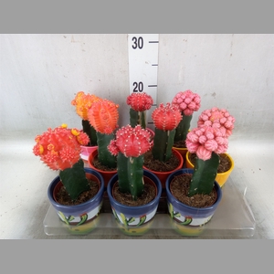 Gymnocalycium mihanov.   ...