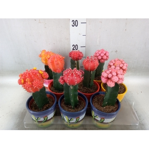 Gymnocalycium mihanov.   ...