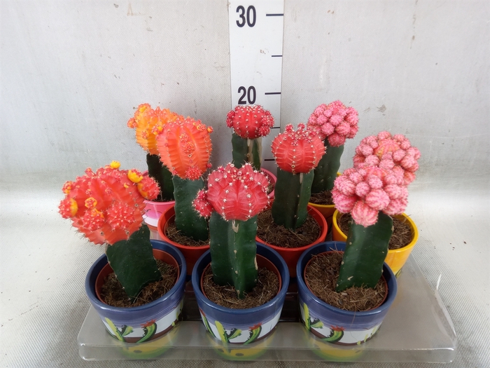 <h4>Gymnocalycium mihanov.   ...</h4>