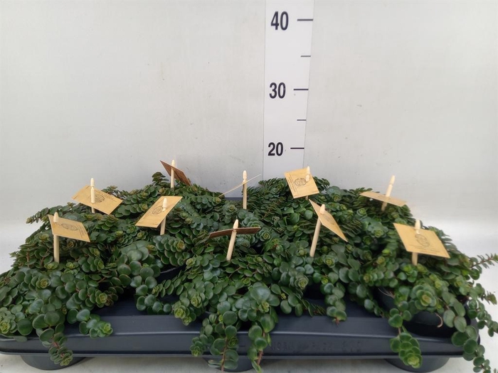 <h4>Sedum makinoi 'Kosmosje'</h4>