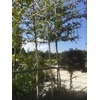 Fagus Sylvatica
