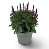 Salvia nemorosa Sensation Deep Rose