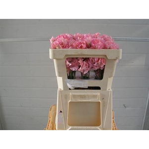 Lathyr Wi Sunsh Pink