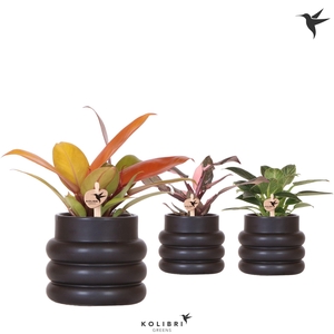 Kolibri Greens Philodendron mix in Bubble pot black