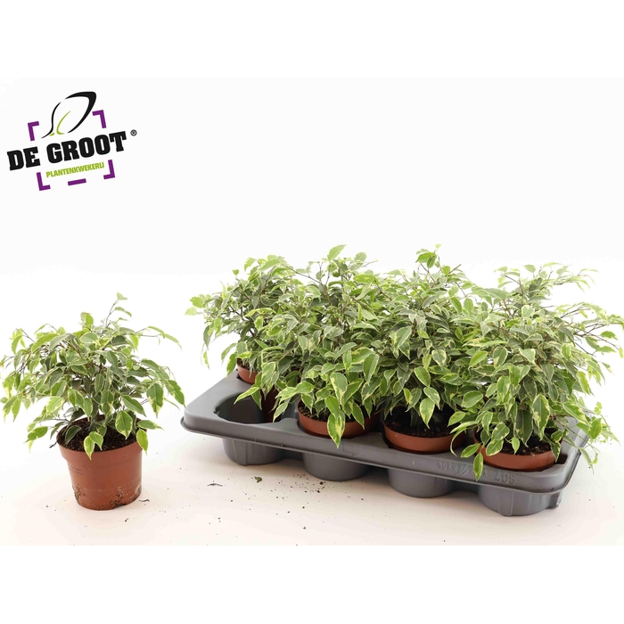 <h4>FIC BE KINKY</h4>