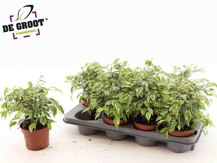 <h4>Fic Be Kinky</h4>