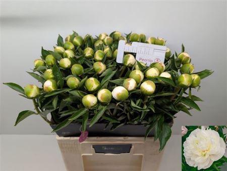 <h4>Paeo L Duches D Nemo</h4>