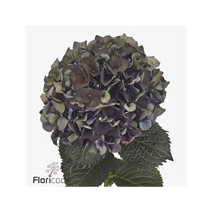 Hydrangea mag ruby red classic purple
