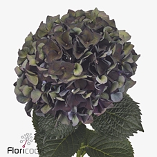 <h4>Hydrangea mag ruby red classic purple</h4>
