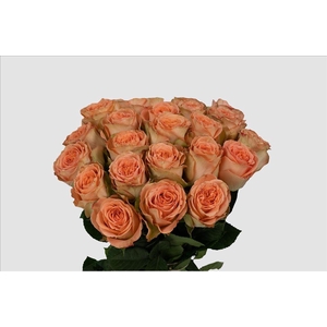 Rosa ec country home