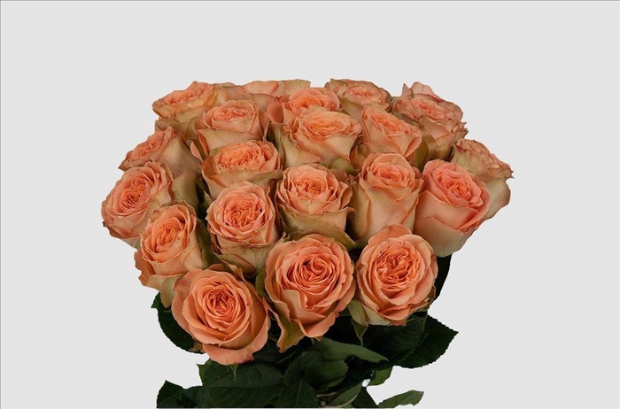 <h4>Rosa ec country home</h4>