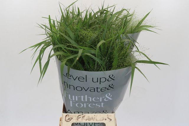 <h4>Panicum virgatum 'Fontaine'</h4>