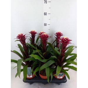 Guzmania  'Francesca'