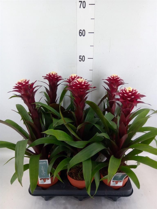 <h4>Guzmania 'Francesca'</h4>