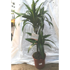 Dracaena overig